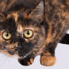 can cats get hiccups