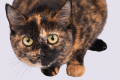 can cats get hiccups
