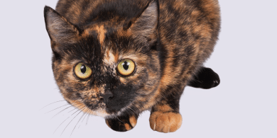 can cats get hiccups