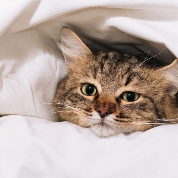 cat cold in bed