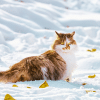 why do cats become friskier in cold weather?