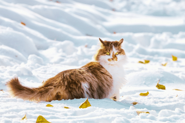 why do cats become friskier in cold weather?