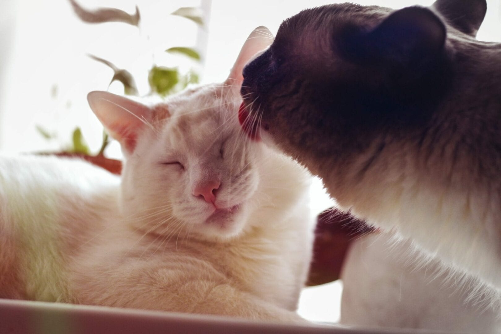why do cats groom each other?