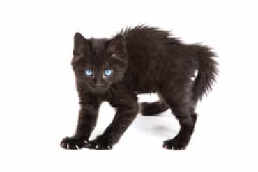 how to build confidence in your cat