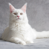 do cats recognize their names?
