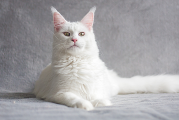do cats recognize their names?