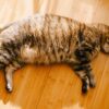 indoor cat at a healthy weight