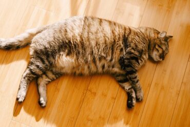 indoor cat at a healthy weight