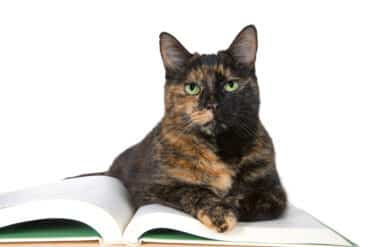 why do cats lay on paper?