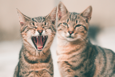 why don't cats meow at each other?