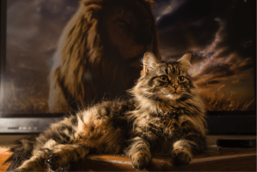 do cats understand television?