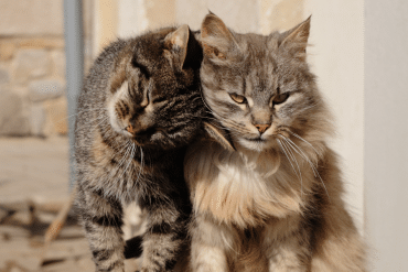 are male cats more affectionate than female cats