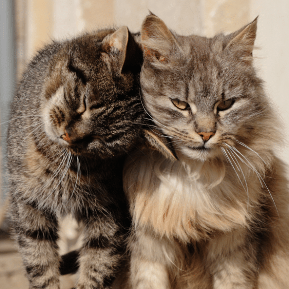 are male cats more affectionate than female cats