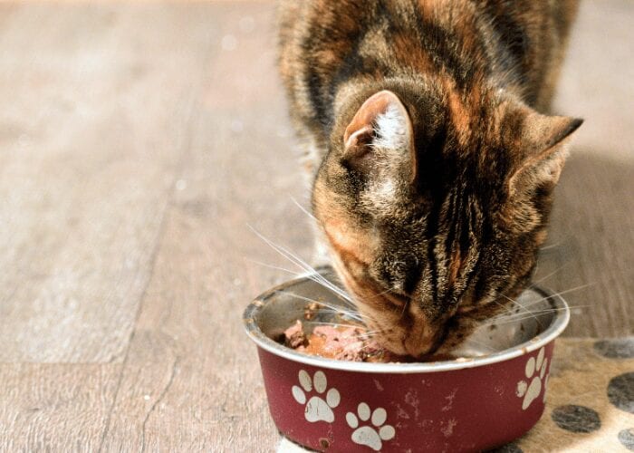 tips for how much you should feed your cat