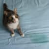 why do cats pee on things