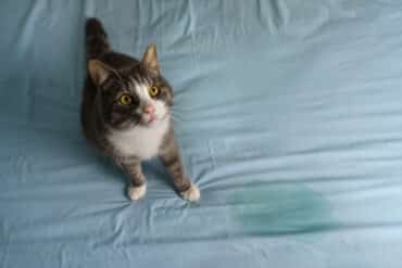 why do cats pee on things