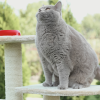 how to tell if your cat is overweight