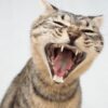 cat vomiting