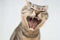 cat vomiting