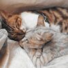 cats dream