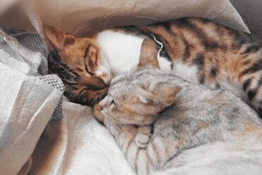 cats dream