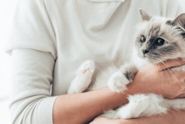 cats know when you're sad