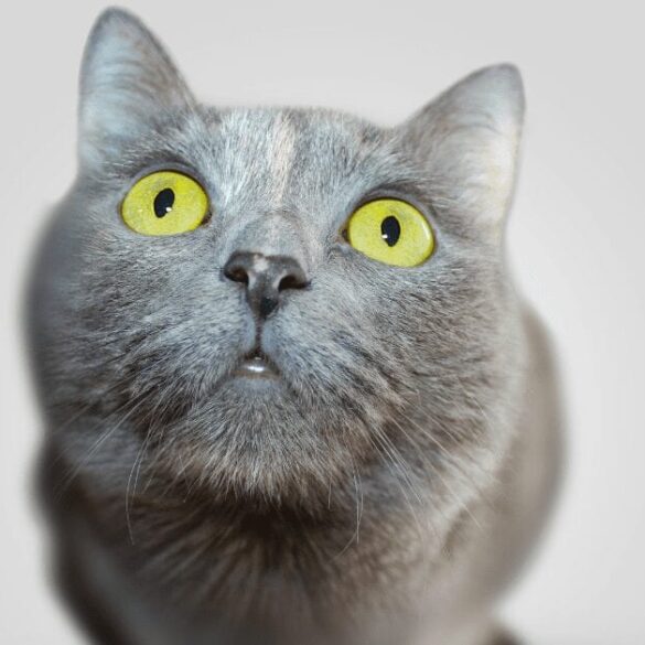 cats see in color