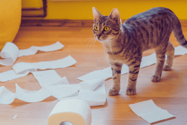 do cats feel guilty