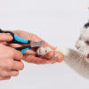 do cats need their nails trimmed