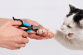 do cats need their nails trimmed