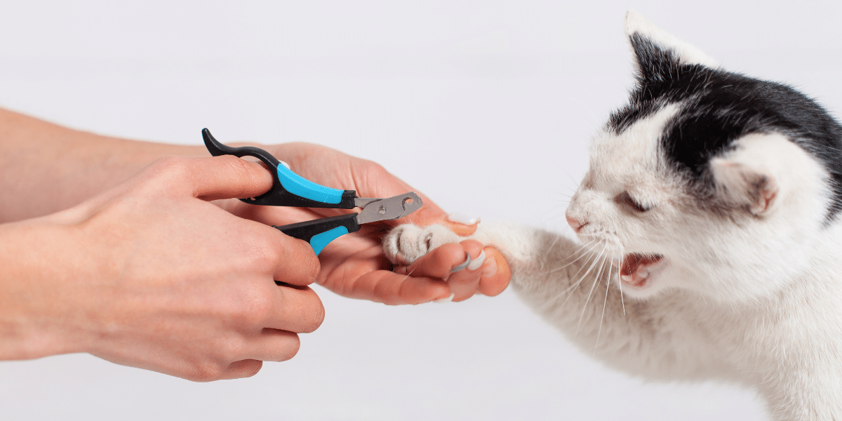 cats need their nails trimmed