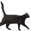 train your cat to come when called