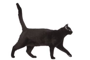 train your cat to come when called