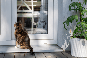 how do cats remember where they live?