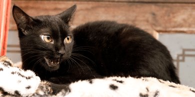 why does my cat cry out for me in my home?