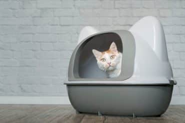 cat litter box problems