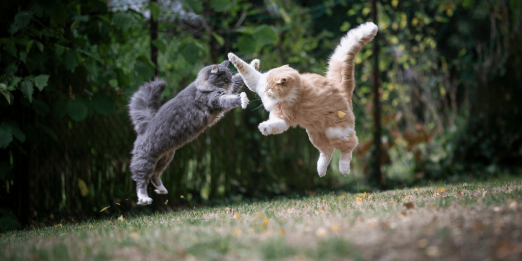 How To Determine If Cats Are Playing Or If They’re Fighting