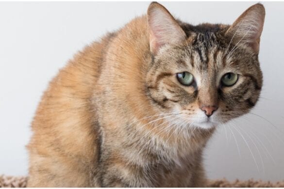 Why Do Cats Do That Silly Sideways Walk Cattitude Daily