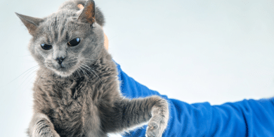 is it okay to scruff a cat?