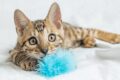 kitten safety
