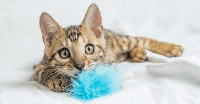 kitten safety