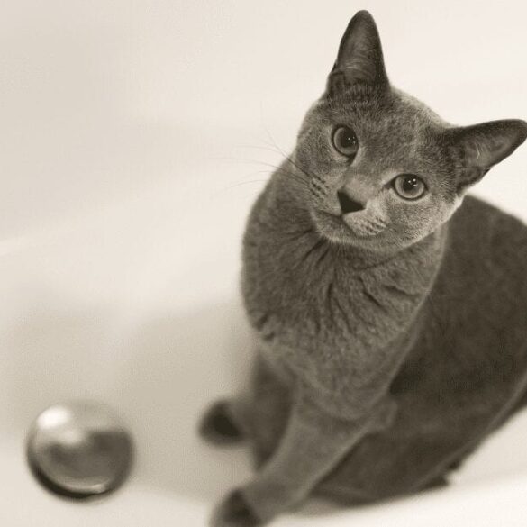 poop in the tub