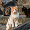 transition an outdoor cat