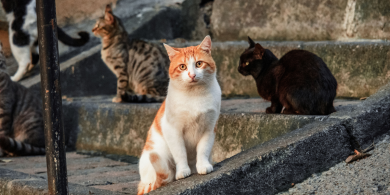 transition an outdoor cat