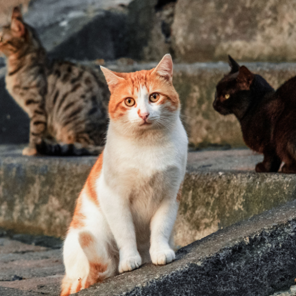 transition an outdoor cat