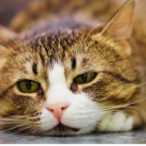 Why is my cat leaking urine?
