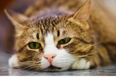 Why is my cat leaking urine?
