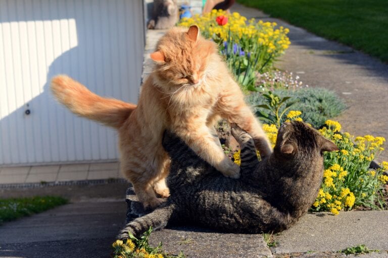 Why Do Cats Bunny Kick?