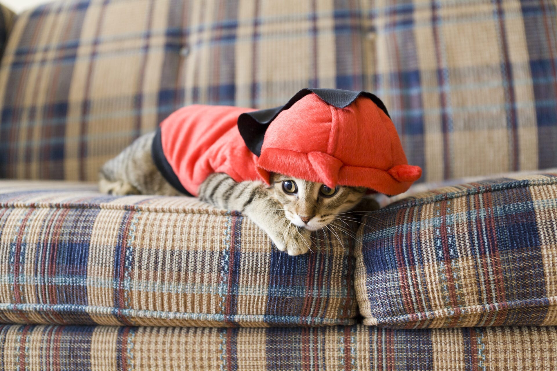 Why Do Cats Go Limp When You Put Clothes On Them Why Do Cats Go Limp When You Put Clothes On Them