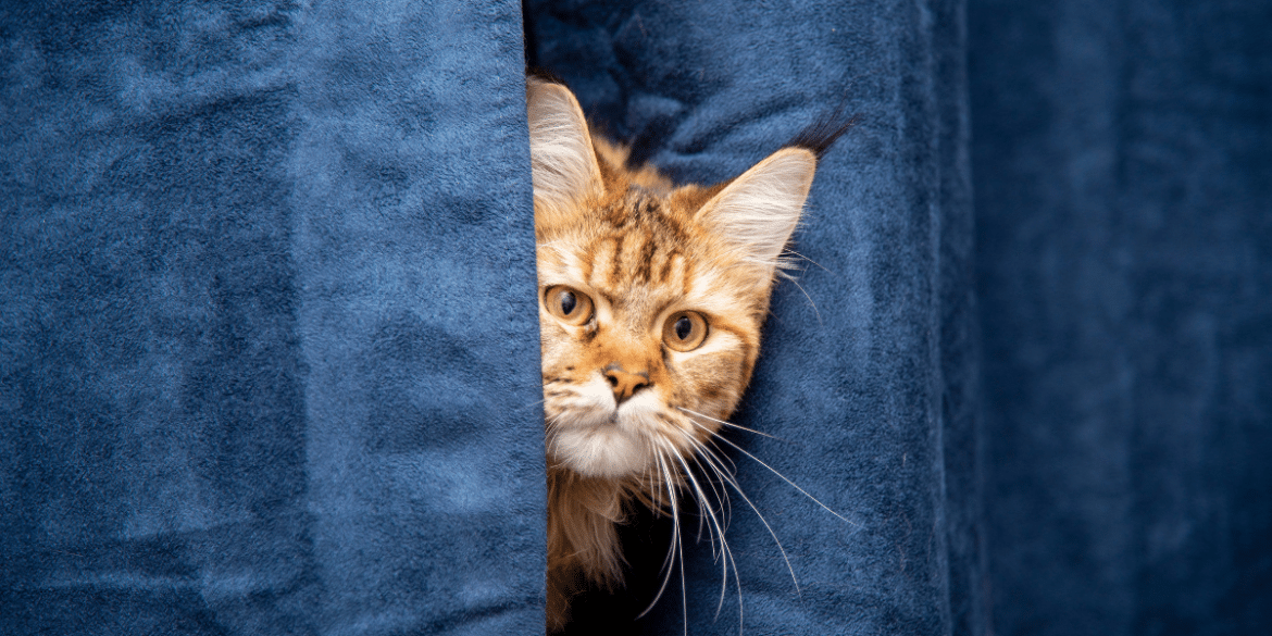 How Are Cats So Good At Squeezing Into Tight Spaces?